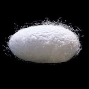 Meet your Posher, Forest